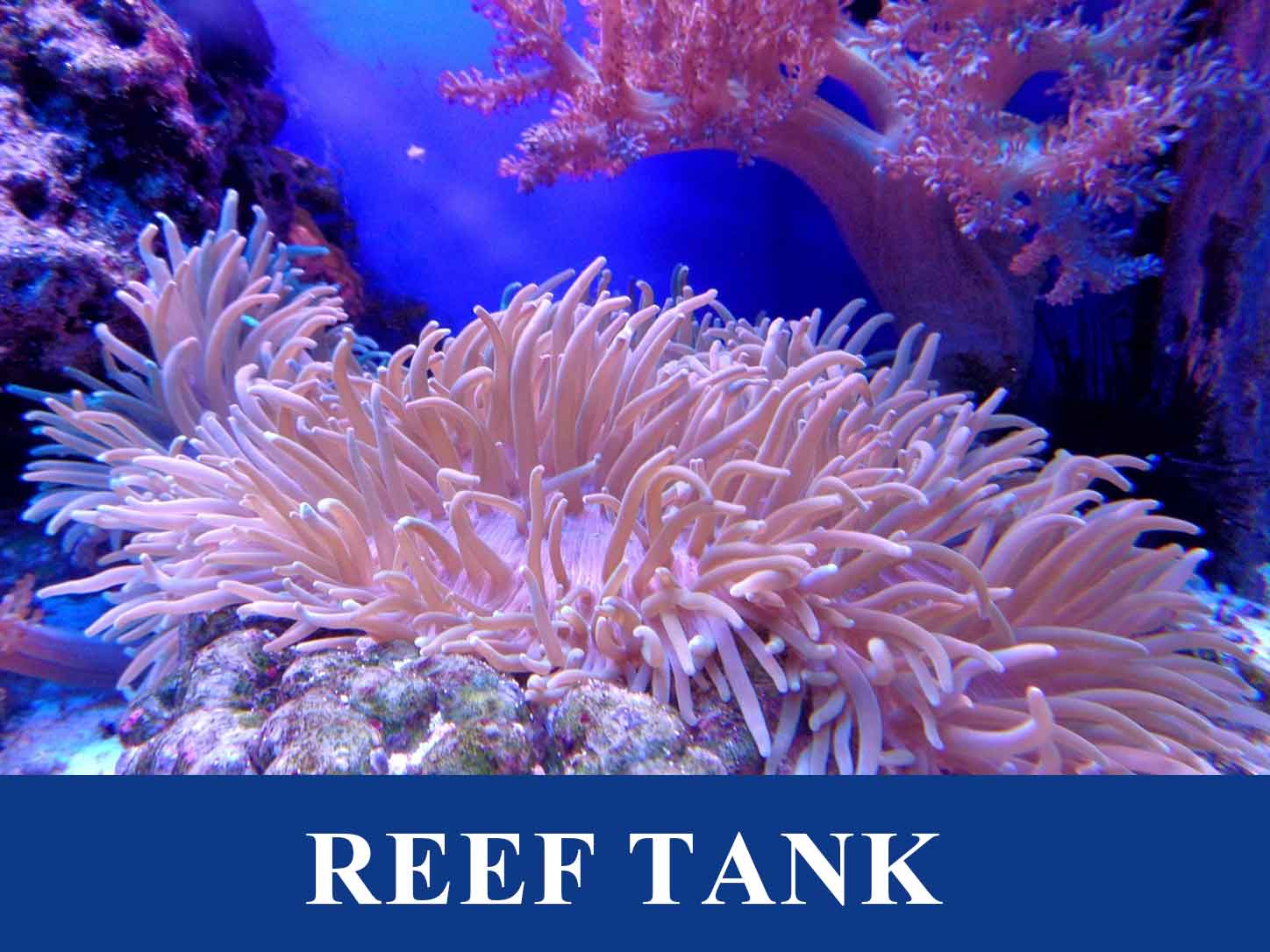 reef-aquarium23