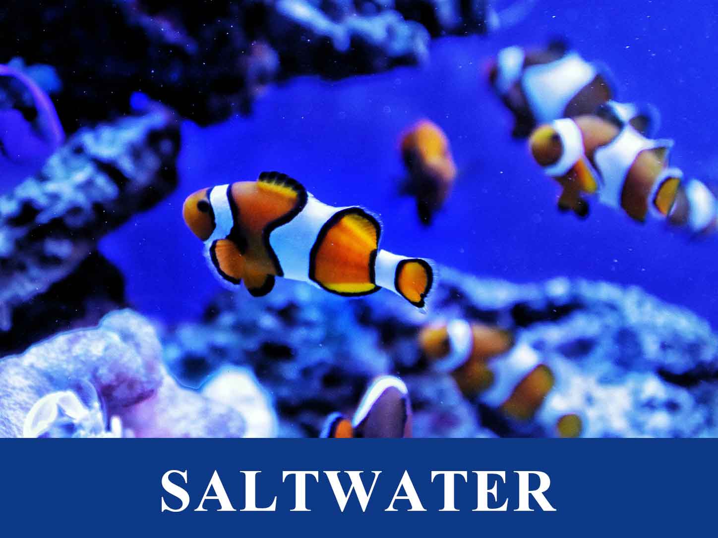 saltwater-aquarium1